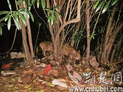 继武大华科之后 地大学生也称校内拍到野猪