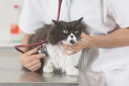 TBC-Vet_Tech.webp.jpg TBC-Vet_Tech.webp.jpg